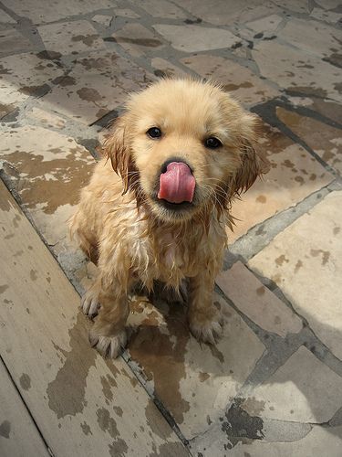 we dog